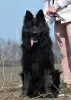 Photo №3. German shepherd puppy, black long haired boy, World Champion Descendant. Ukraine