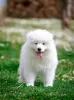 Photo №4. I will sell samoyed dog in the city of Нови Сад.  - price - Is free