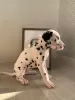 Photo №4. I will sell dalmatian dog in the city of Rome. from nursery - price - 400$