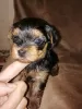 Photo №4. I will sell yorkshire terrier in the city of Зарасай. private announcement, from nursery, breeder - price - 475$