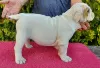 Photo №1. english bulldog - for sale in the city of Gdańsk | 1585$ | Announcement № 71260