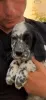 Photo №1. english setter - for sale in the city of Belgrade | 951$ | Announcement № 106341