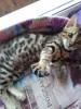 Photo №1. bengal cat - for sale in the city of Petrozavodsk | negotiated | Announcement № 7593