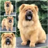 Photo №3. Chow Chow, wonderful puppies. Serbia