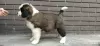 Additional photos: St. Bernard puppies