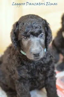 Additional photos: Great Poodle (white, black, silver)