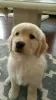 Photo №4. I will sell golden retriever in the city of Texas City. private announcement - price - Is free