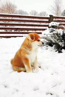 Additional photos: Akita Inu šuniukai