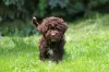 Additional photos: Lagotto Romagnolo puppies