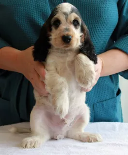 Photo №1. english cocker spaniel - for sale in the city of Krasnodar | 377$ | Announcement № 5837