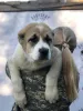 Photo №3. CAO puppies. Russian Federation