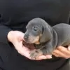 Photo №1. dachshund - for sale in the city of Hartford | 400$ | Announcement № 109899