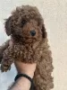 Photo №1. poodle (toy) - for sale in the city of Нови Сад | 845$ | Announcement № 97158