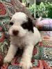 Additional photos: Lagotto Romagnolo puppies