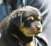 Additional photos: Rottweiler puppy - Viana Tanarotti