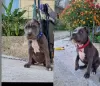 Photo №2 to announcement № 109505 for the sale of american bully - buy in Italy private announcement