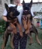 Photo №4. I will sell german shepherd in the city of Kikinda. breeder - price - negotiated