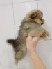 Photo №2 to announcement № 86529 for the sale of pomeranian - buy in Russian Federation breeder