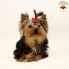 Photo №2 to announcement № 10175 for the sale of yorkshire terrier - buy in Ukraine private announcement, from nursery, breeder