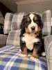 Photo №1. bernese mountain dog - for sale in the city of Pittsburgh | 400$ | Announcement № 101287