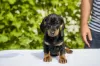 Additional photos: Standard dachshund puppies