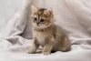 Photo №4. I will sell british shorthair in the city of Kishinev. breeder - price - 572$