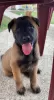 Additional photos: belgian shepherd puppies