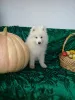 Additional photos: Samoyed puppies