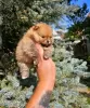 Photo №4. I will sell pomeranian in the city of Werbass.  - price - negotiated