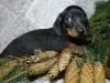 Additional photos: Dachshund puppies