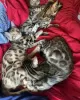 Additional photos: Bengal Kittens for Adoption