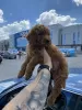 Photo №1. poodle (toy) - for sale in the city of Odžaci | negotiated | Announcement № 103504