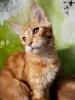 Photo №4. I will sell maine coon in the city of Ryazan. from nursery - price - negotiated