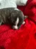 Additional photos: white or brindle akita inu puppies