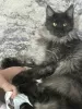 Photo №2 to announcement № 115139 for the sale of maine coon - buy in Russian Federation private announcement