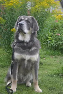 Additional photos: Gorgeous puppies of the Tibetan mastiff of the European type are looking for the