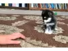 Photo №1. pomeranian - for sale in the city of Anapa | negotiated | Announcement № 9930