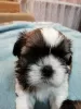 Additional photos: Purebred Shih Tzu puppies