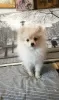 Photo №1. pomeranian - for sale in the city of Berlin | 1768$ | Announcement № 21305