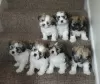 Photo №1. shih tzu - for sale in the city of Montreal | 500$ | Announcement № 103652