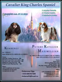 Additional photos: Offered for reservations and further moving to a new home puppy Cavalier King