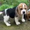 Photo №4. I will sell beagle in the city of Würzburg. private announcement - price - 430$