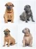 Additional photos: Thai ridgeback puppies