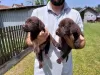 Additional photos: Labrador Retriever, chocolate brown litter