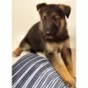 Photo №3. German Shepherd Dog Black & Tan for sale. United States