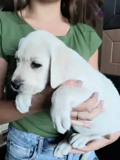 Photo №3. Labrador puppies. Russian Federation