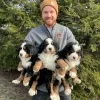 Photo №2 to announcement № 98600 for the sale of bernese mountain dog - buy in Sweden private announcement