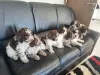 Additional photos: Lagotto Romagnolo puppies