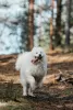 Photo №1. samoyed dog - for sale in the city of Pskov | negotiated | Announcement № 28124