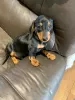 Photo №1. dachshund - for sale in the city of Grömitz | Is free | Announcement № 12237